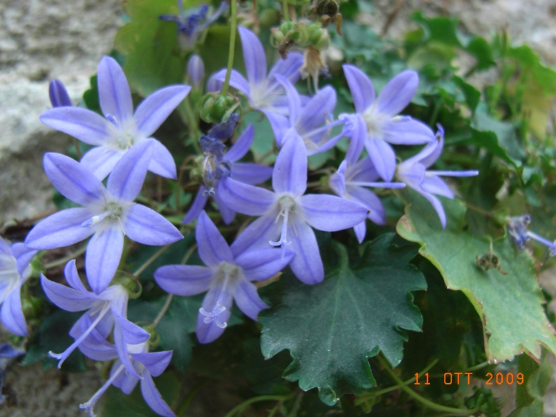 Campanula garganica / Campanula del Gargano